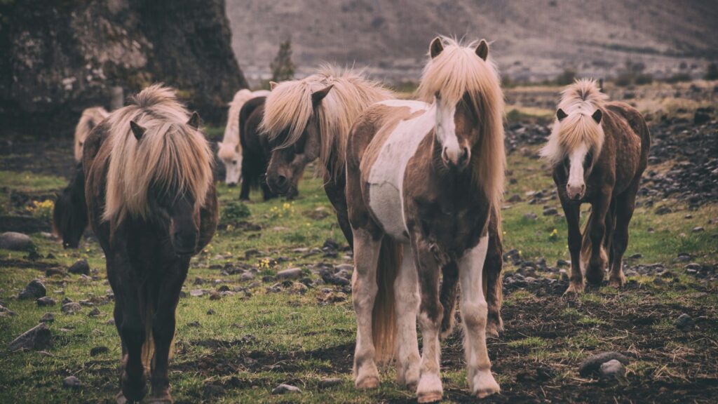 shallow focus photography of horses