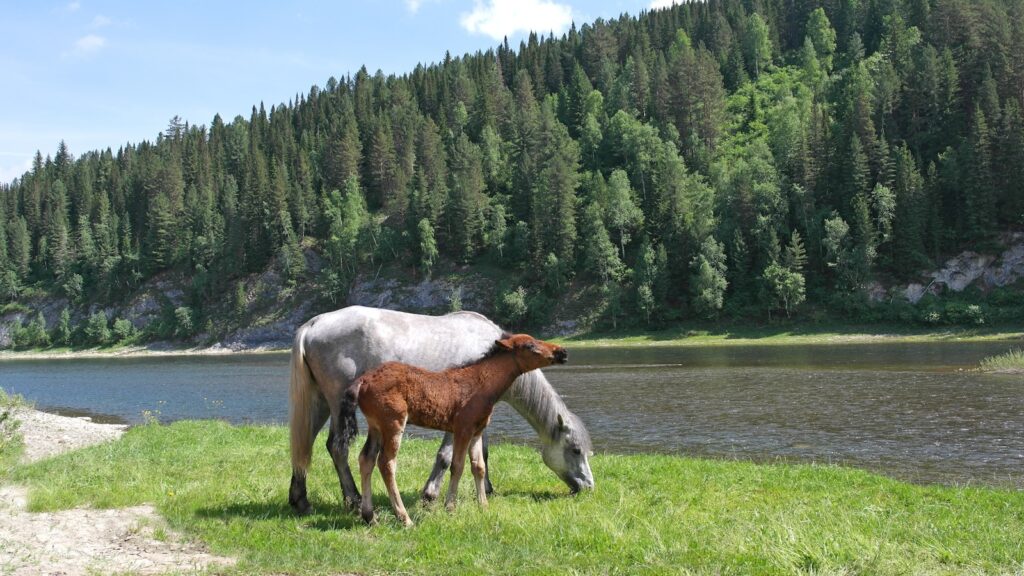 horses grazing near a lake