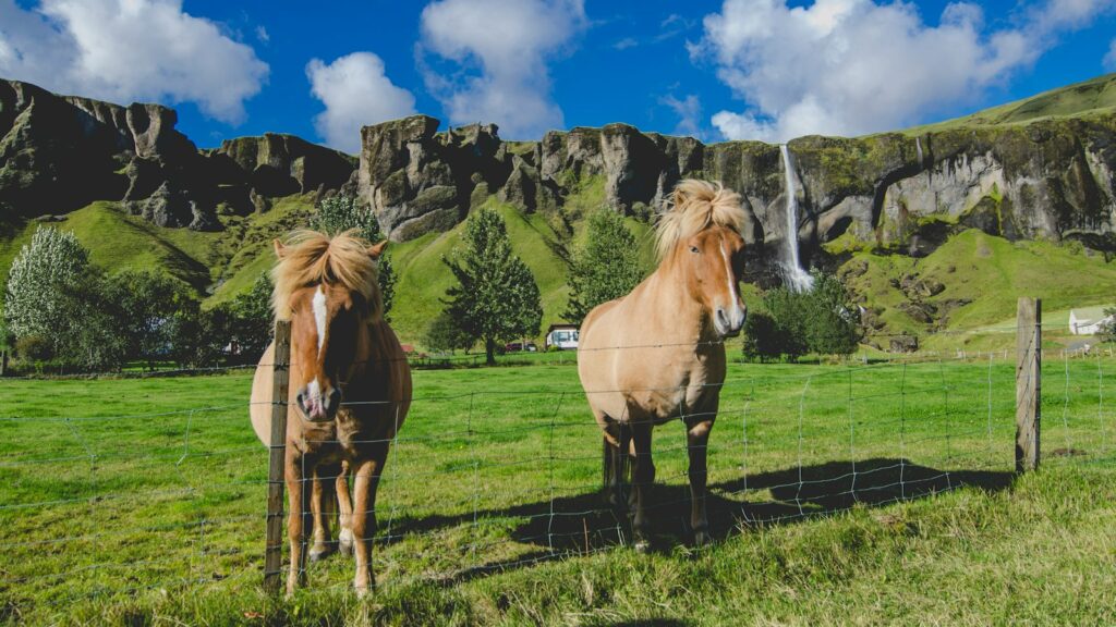 two brown horses standing near fence on grass field