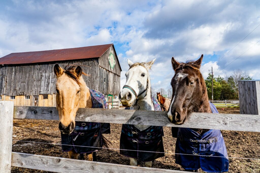 three horses standing next to each other behind a fence