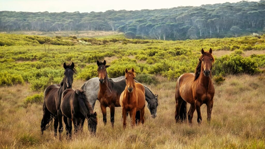 a herd of horses standing on top of a grass covered field