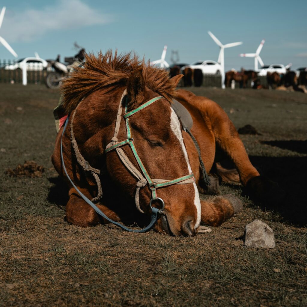 A horse that is laying down in the grass