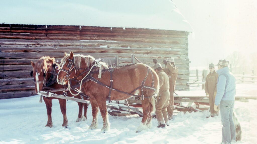 four men near two brown horses