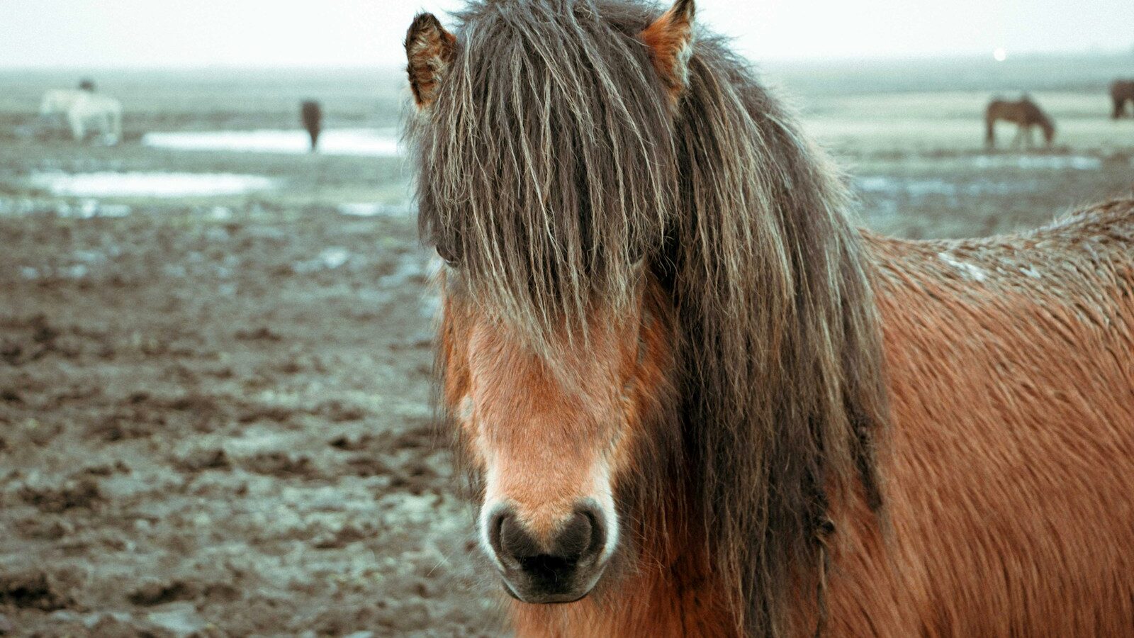 brown horse standing on brown soil