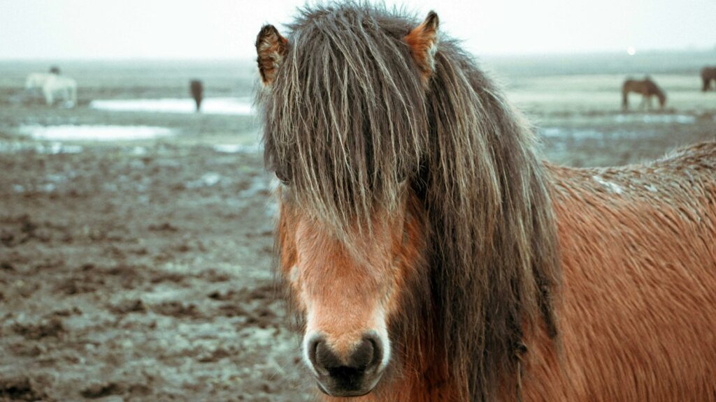closeup photography of brown horse standing on brown soil