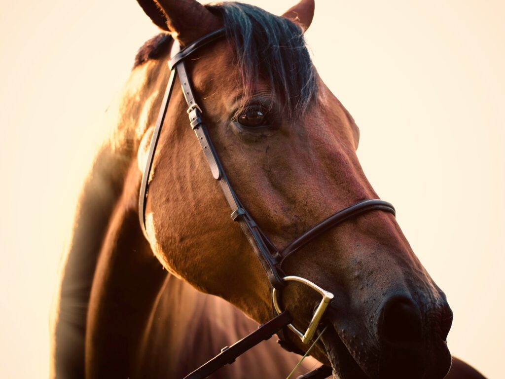 Close up photo of brown horse