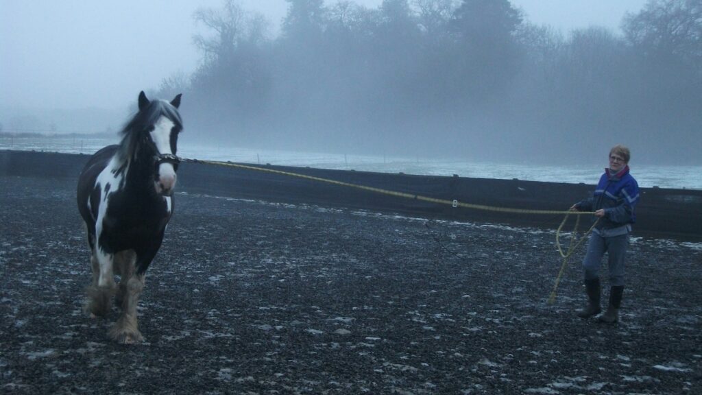 black and white horse running on gray asphalt road during daytime
