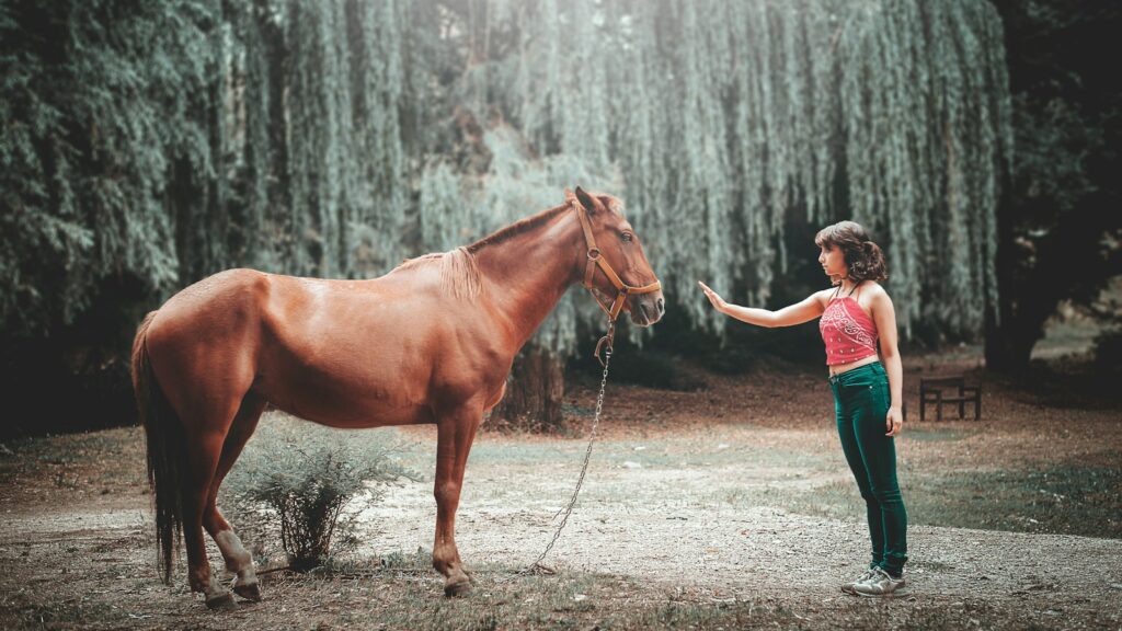 woman attempting to touch horse's face under tall tree during daytime