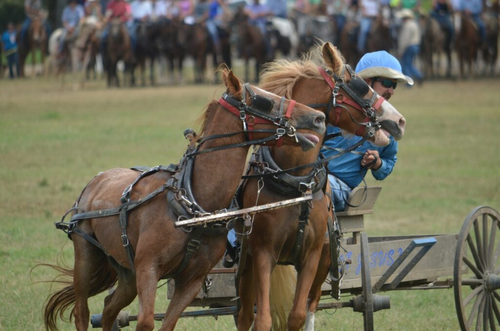 Man riding two horses in front of the crowd