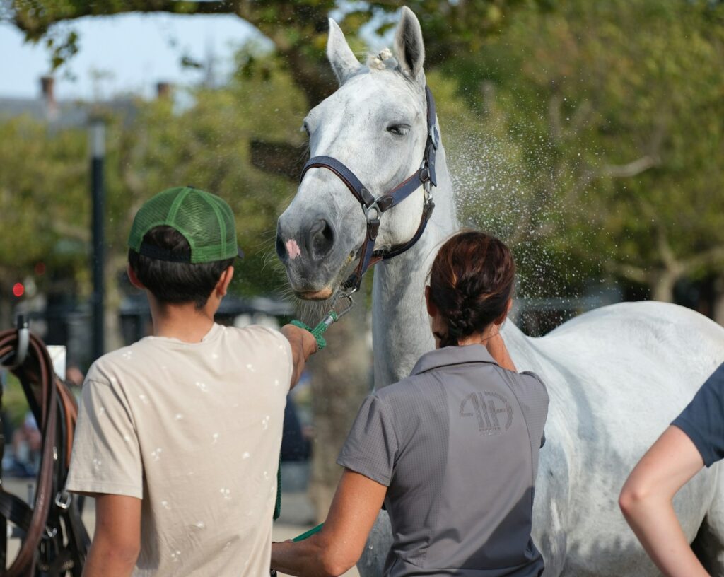 A white horse being sprayed by two people