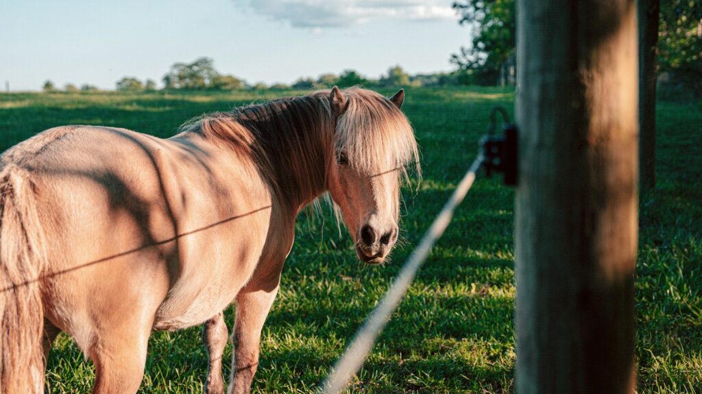 A brown horse standing on top of a lush green field