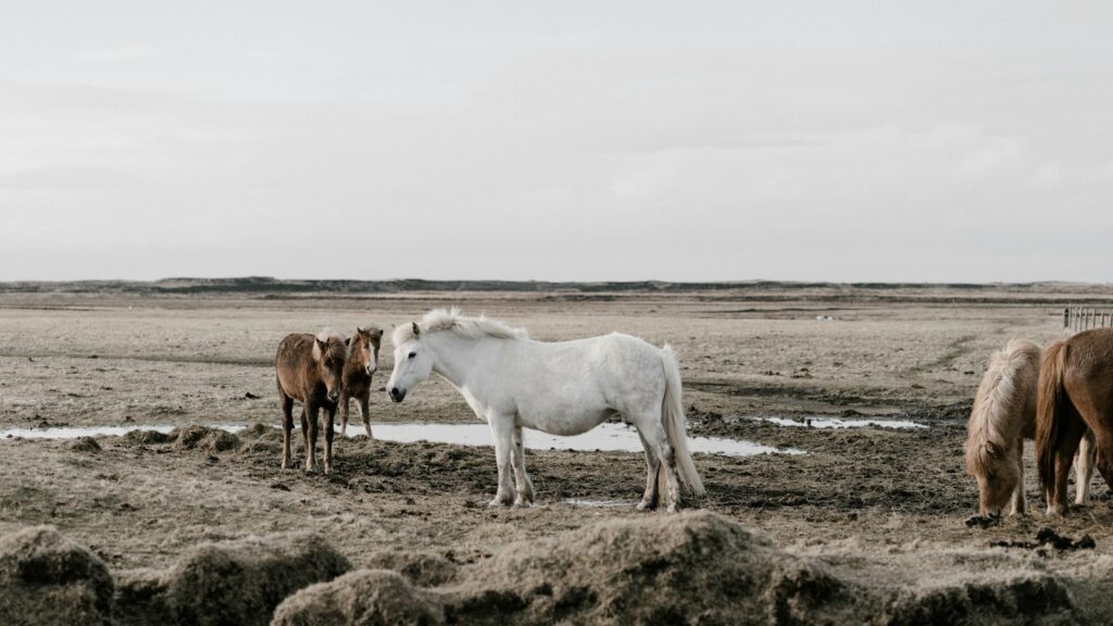 brown and white horses grazing on grass field