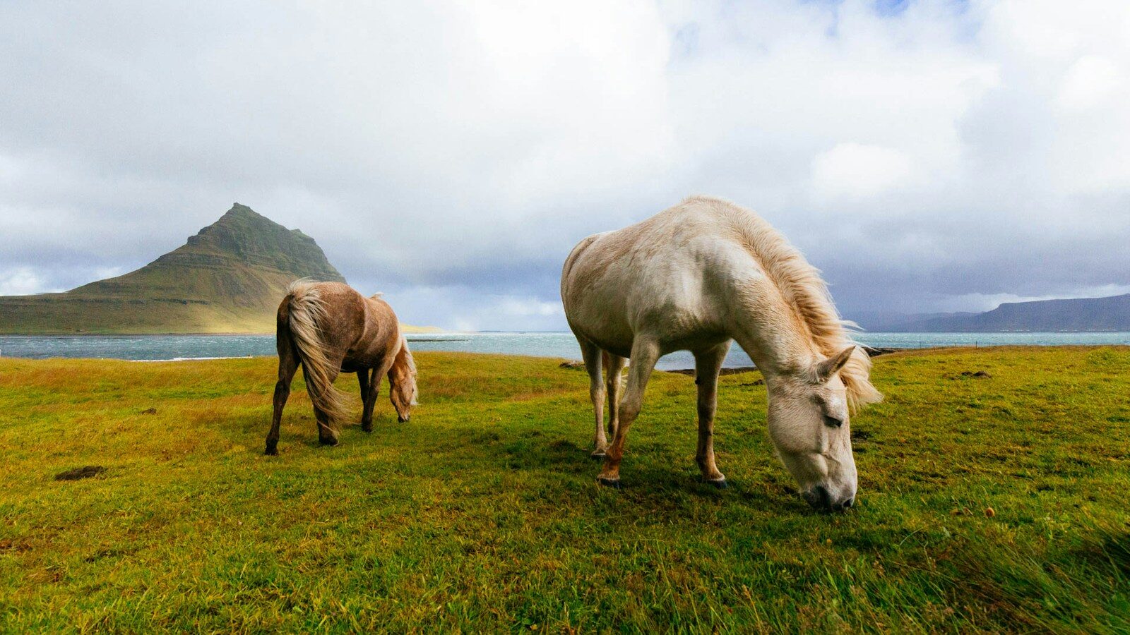 white and brown horses near body of water during daytime