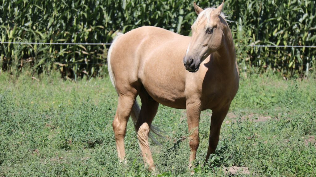 a golden horse in the grass