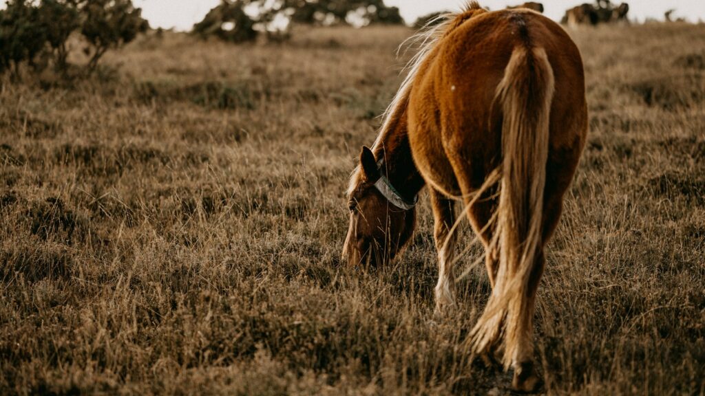a brown horse grazing on a dry grass field
