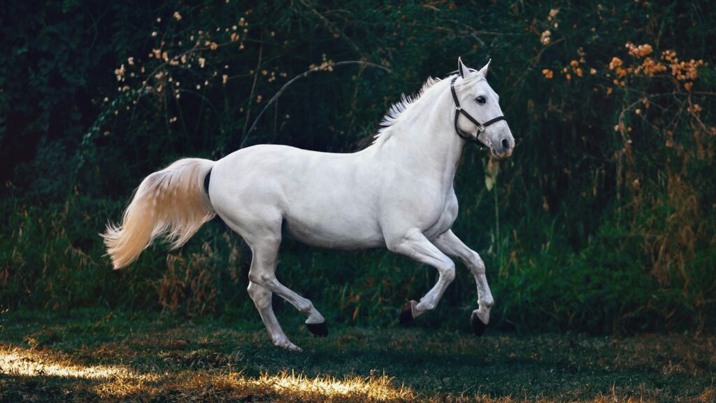 running white horse