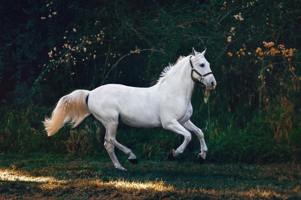 Running white horse