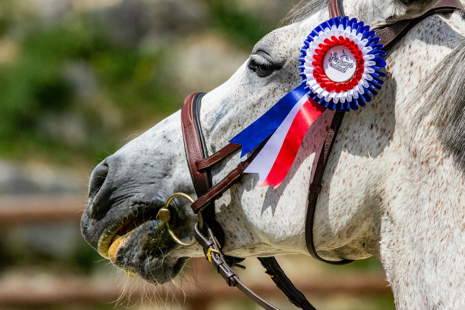 White horse with award