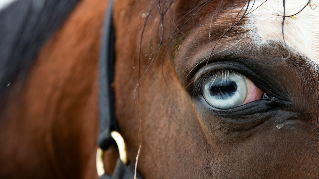 a close up of a horse's eye with a black bridle