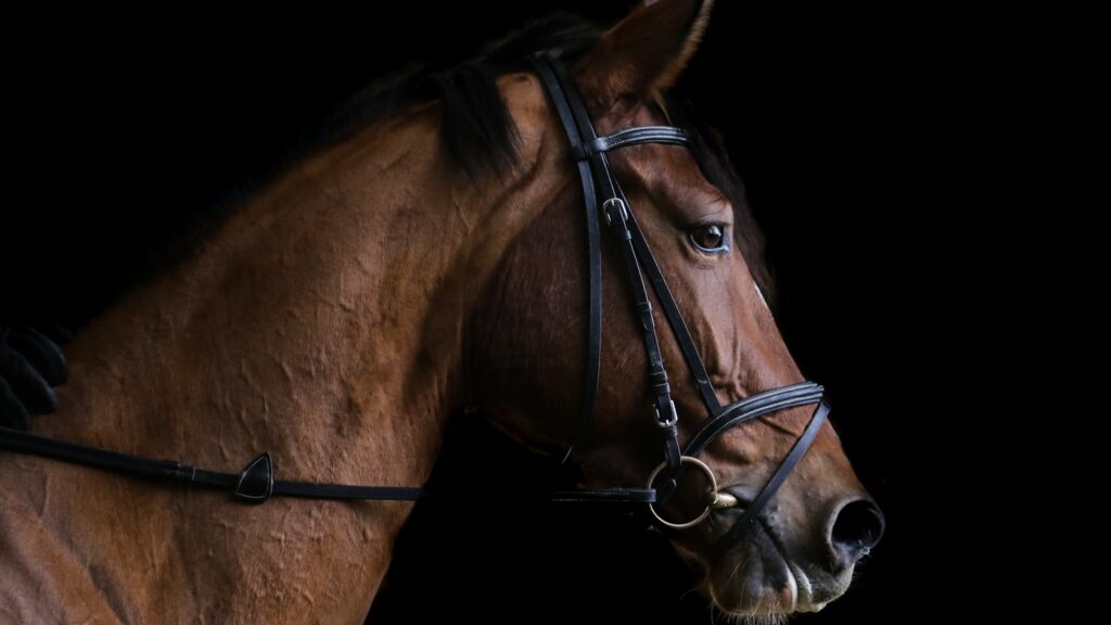 closeup photo of brown horse