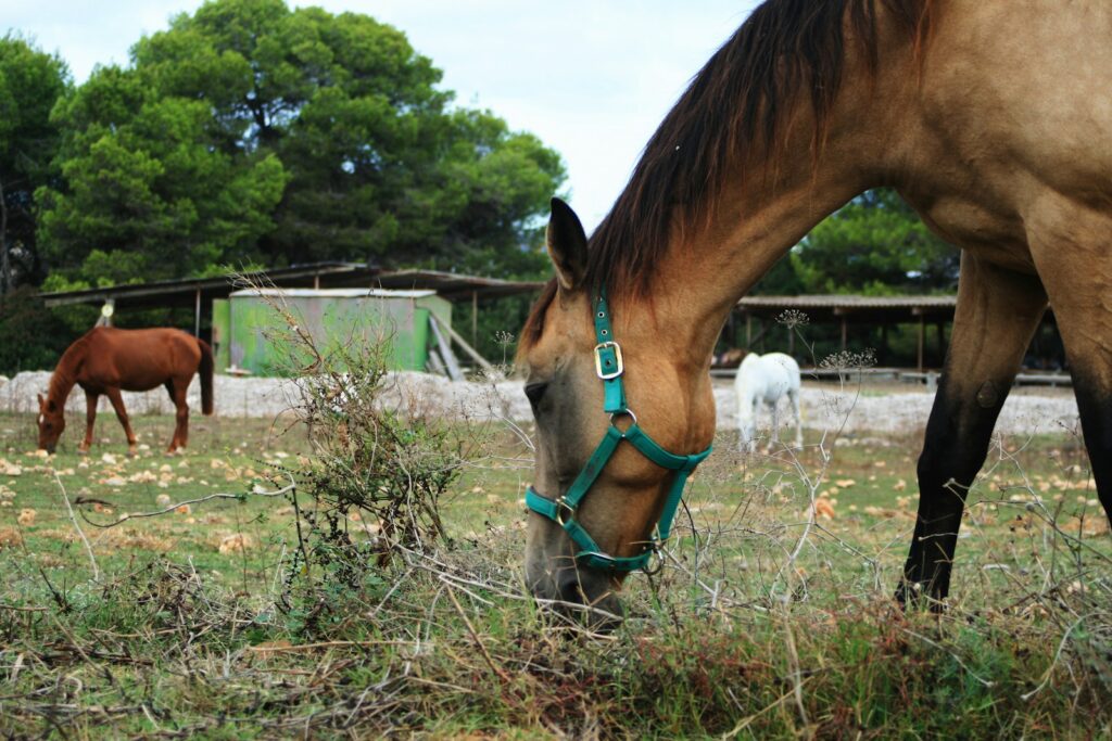 Brown horse eating grass during daytime