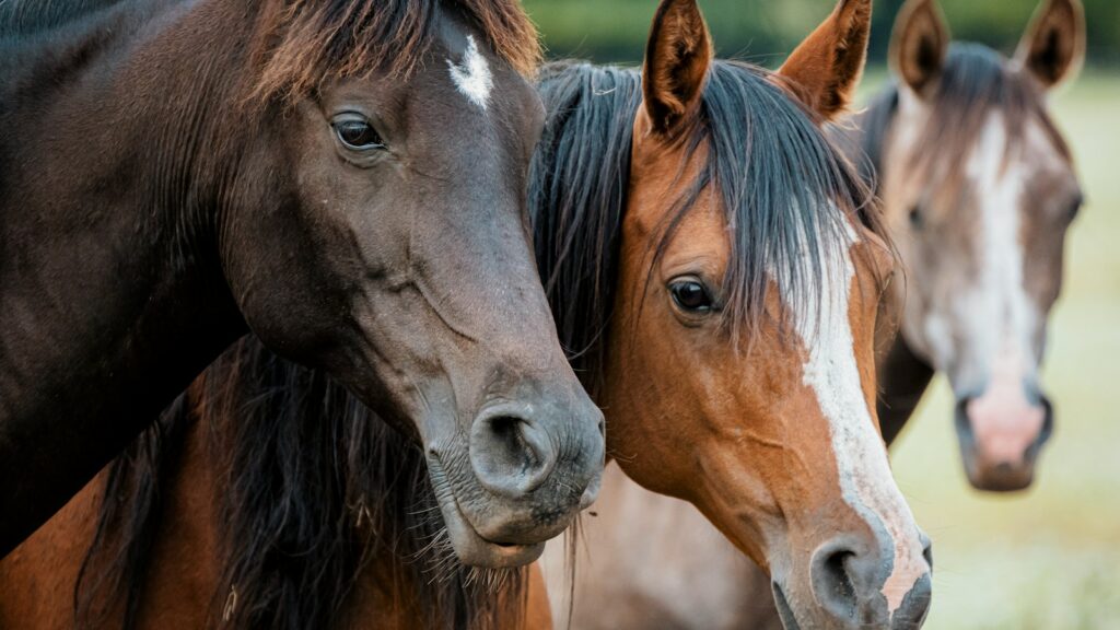 a group of horses standing next to each other