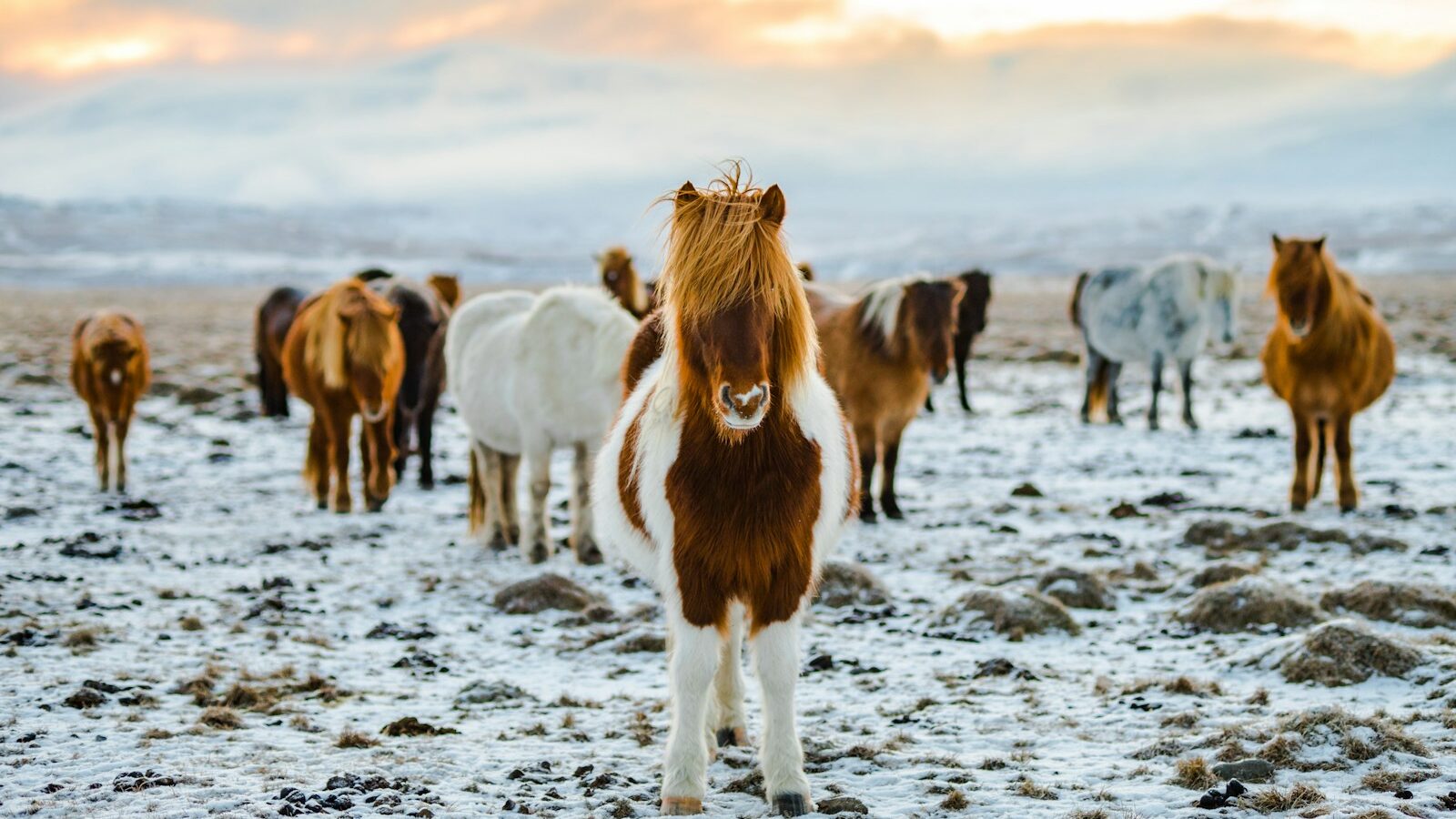 herd of white and brown donkeys on snow-covered land