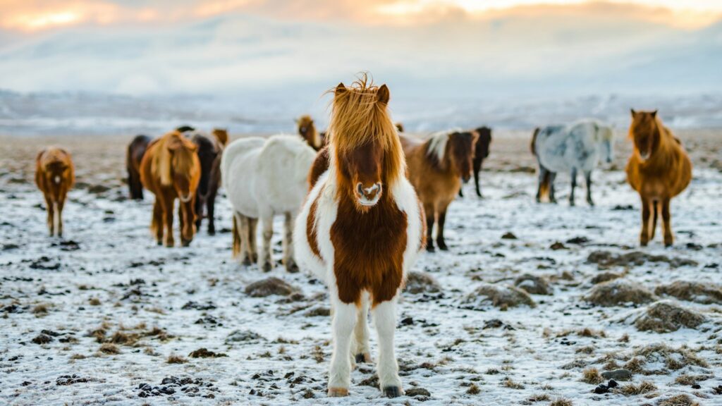 herd of white and brown horses on snow-covered land