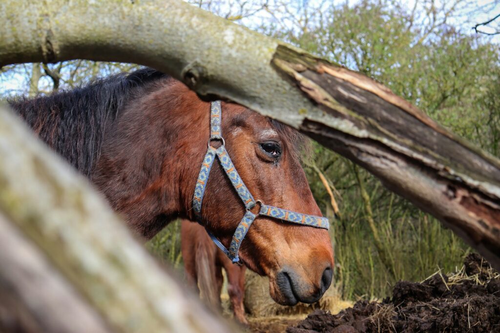Old horse wearing a blue bridle next to a tree