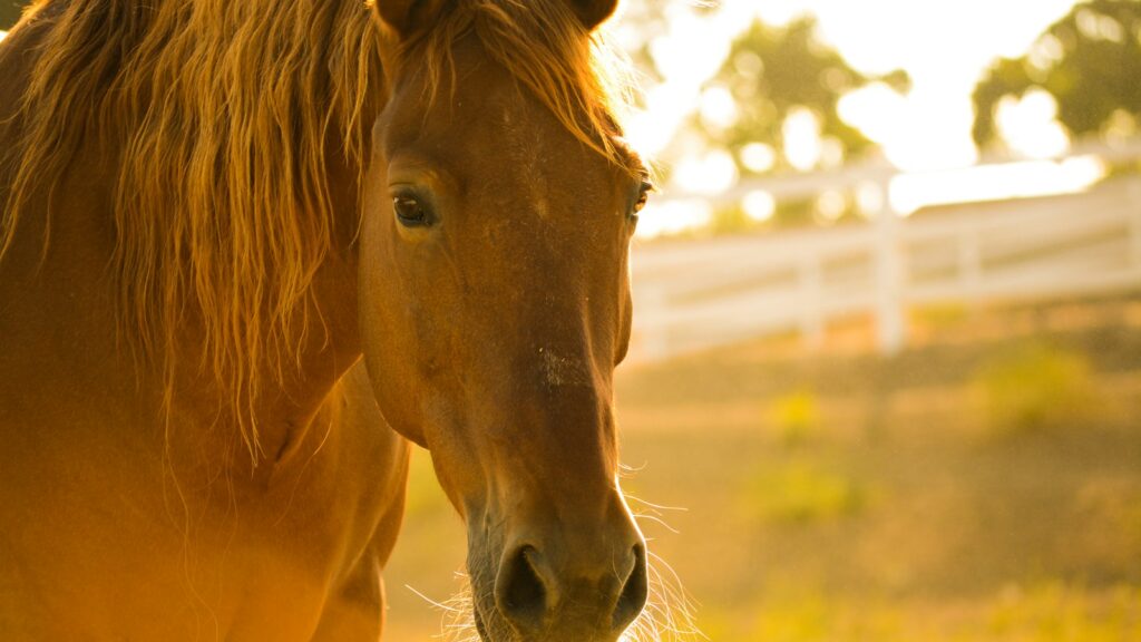 photo of brown horse during day time