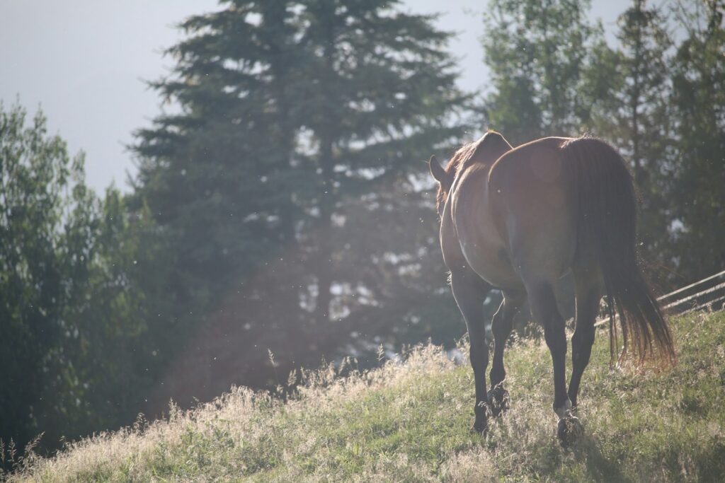 Horse walking on fields