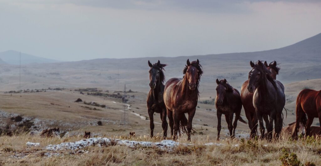 Herd of mustang horses on green grass field during daytime