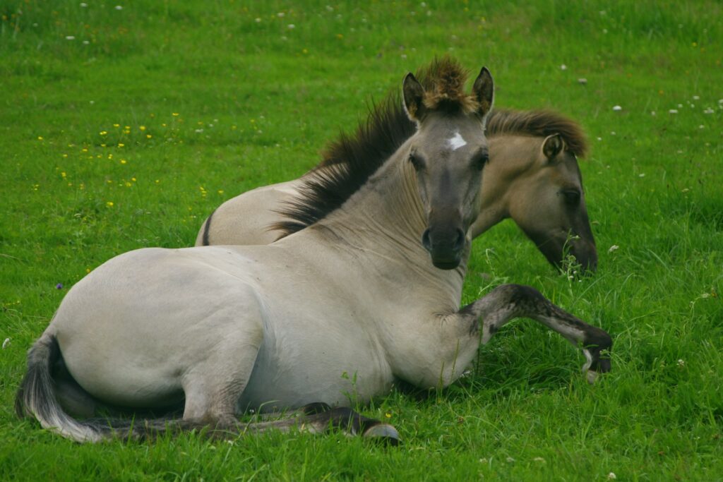 a couple of horses lying in the grass