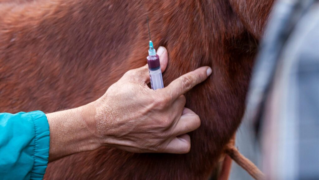 a man injecting the horse