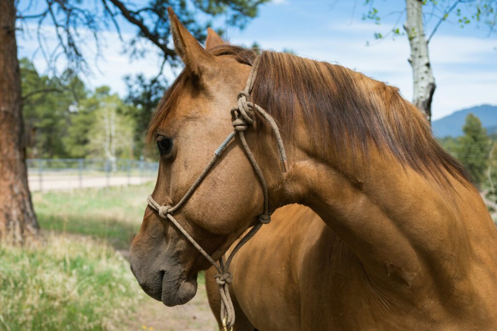 A brown horse standing next to a tree