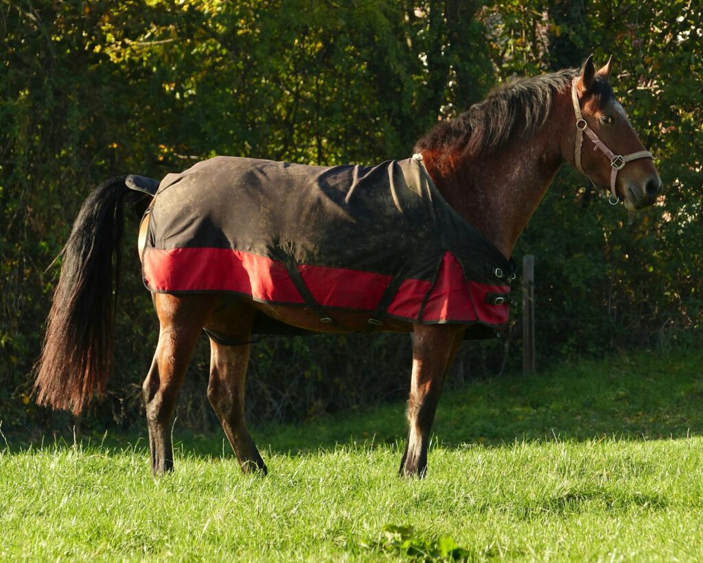 A horse wearing a blanket standing in a field