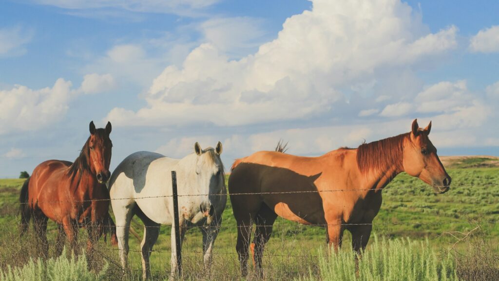 brown and white horses on green grass field under blue and white cloudy sky during daytime