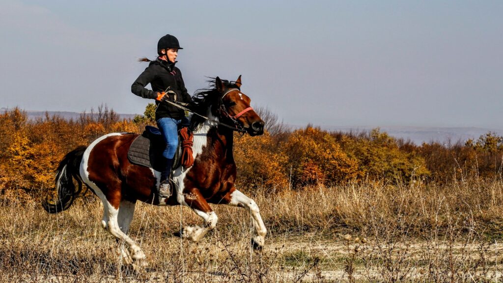 person riding on horse