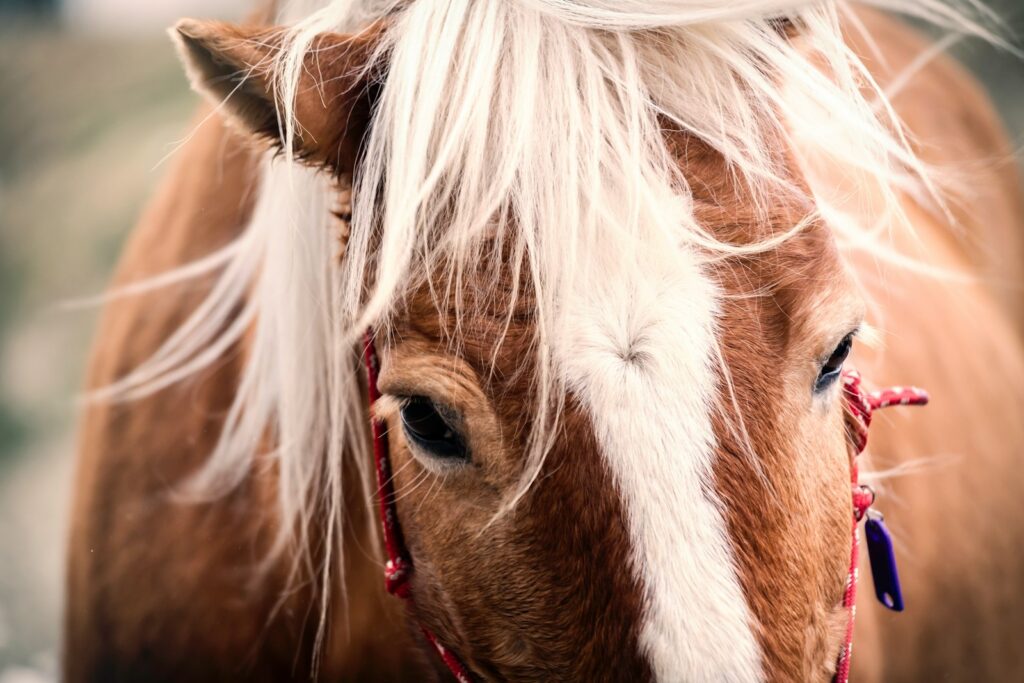 Brown Horse with white hair in closeup
