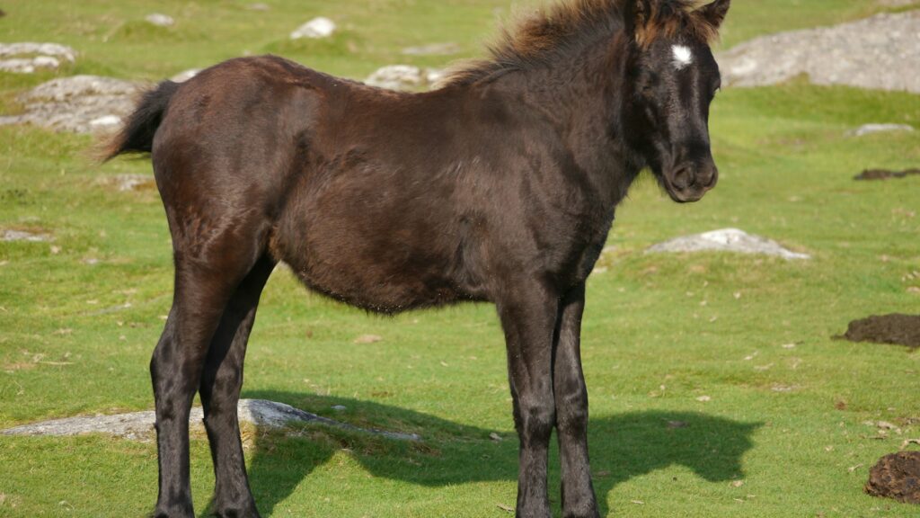 A brown horse standing on top of a lush green field