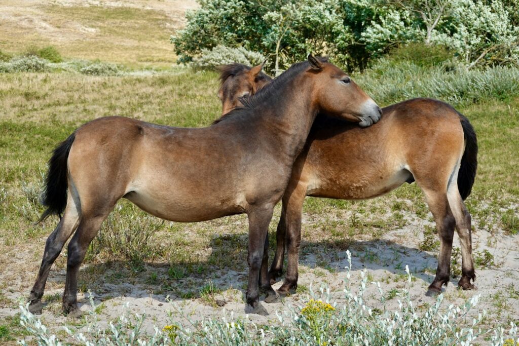 A couple of brown horses standing on top of a grass covered field