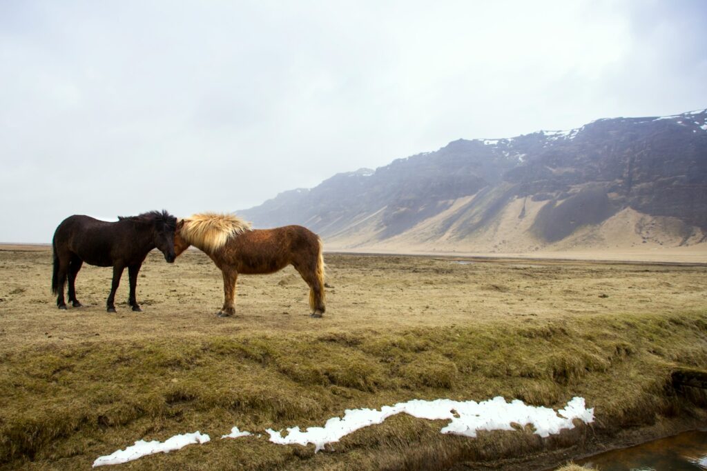 Black and brown horses standing on green grass