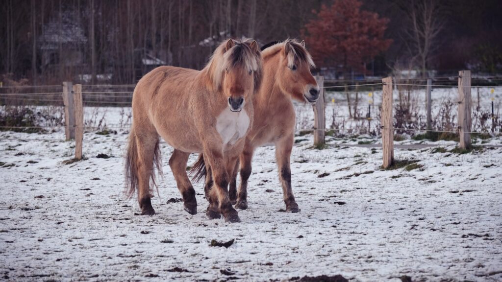 two brown horses standing next to each other on a snow covered field