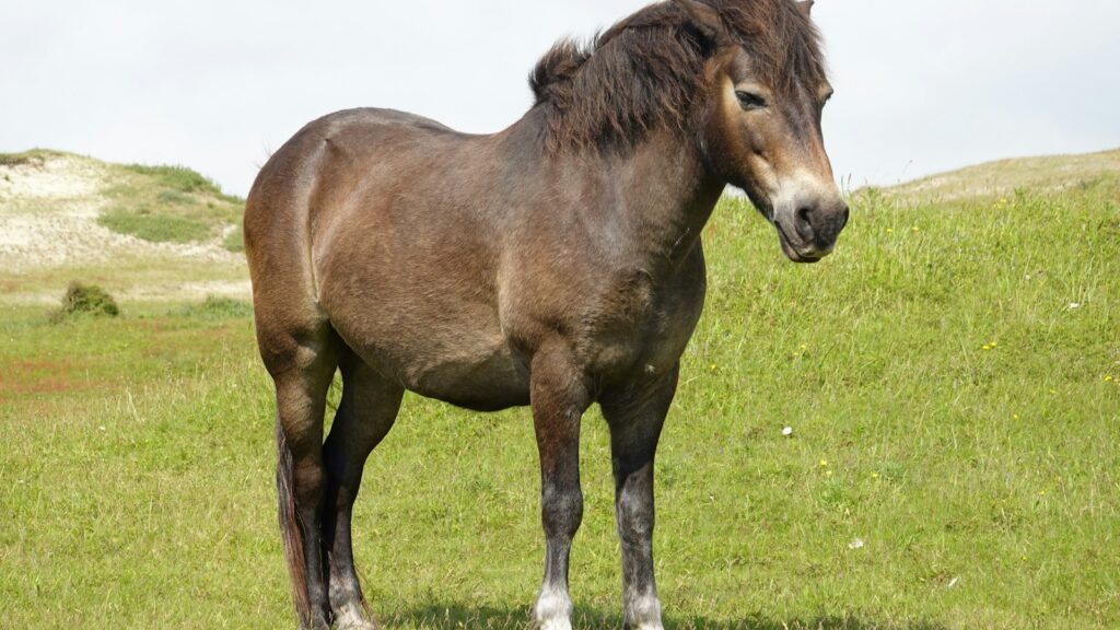 a brown horse standing on top of a lush green field