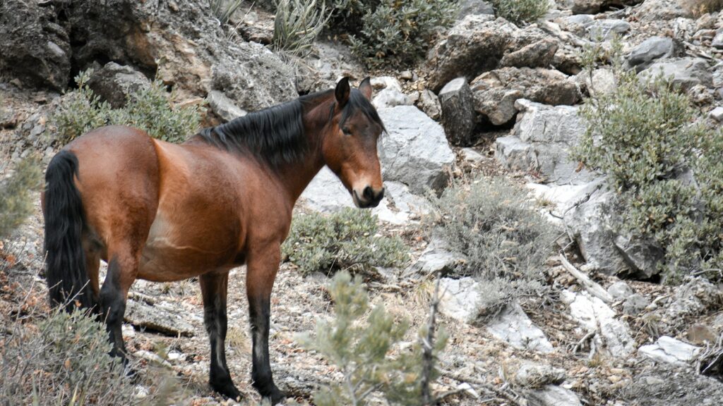 brown horse on hill
