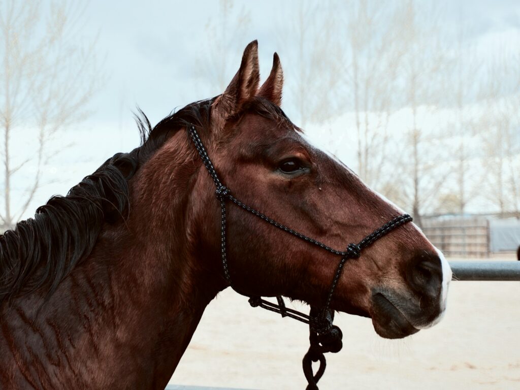 Brown horse during daytime