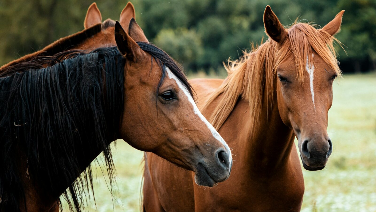 a couple of brown horses standing next to each other