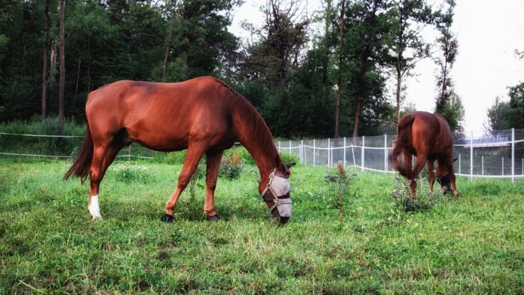 two brown horses grazing