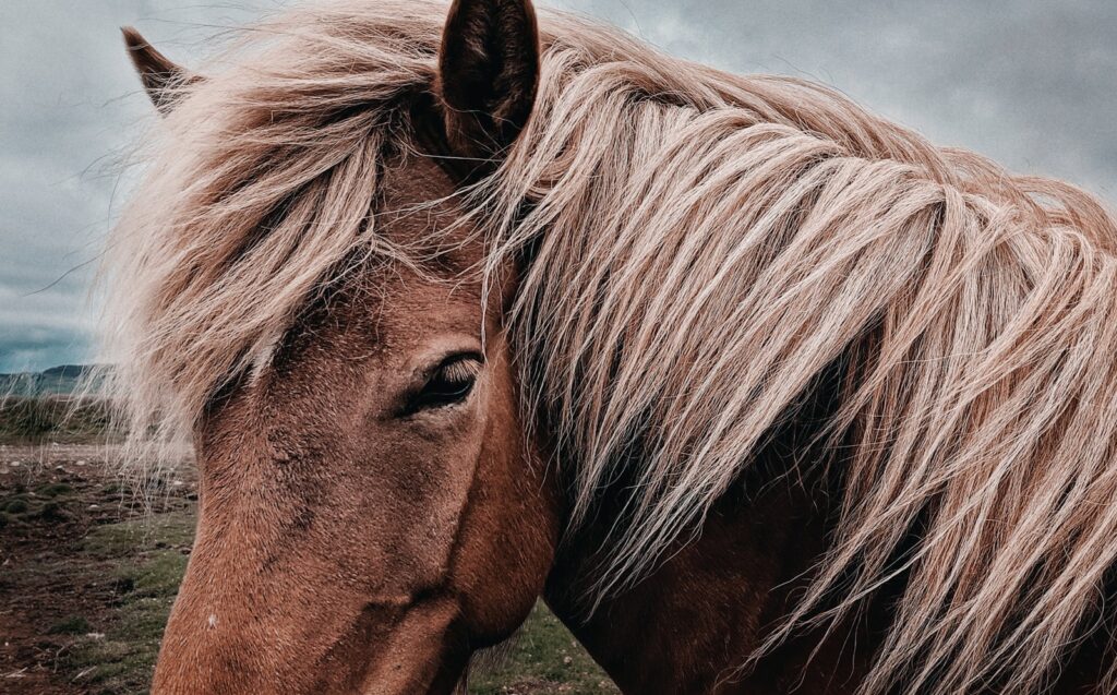 Brown horse facing sideways