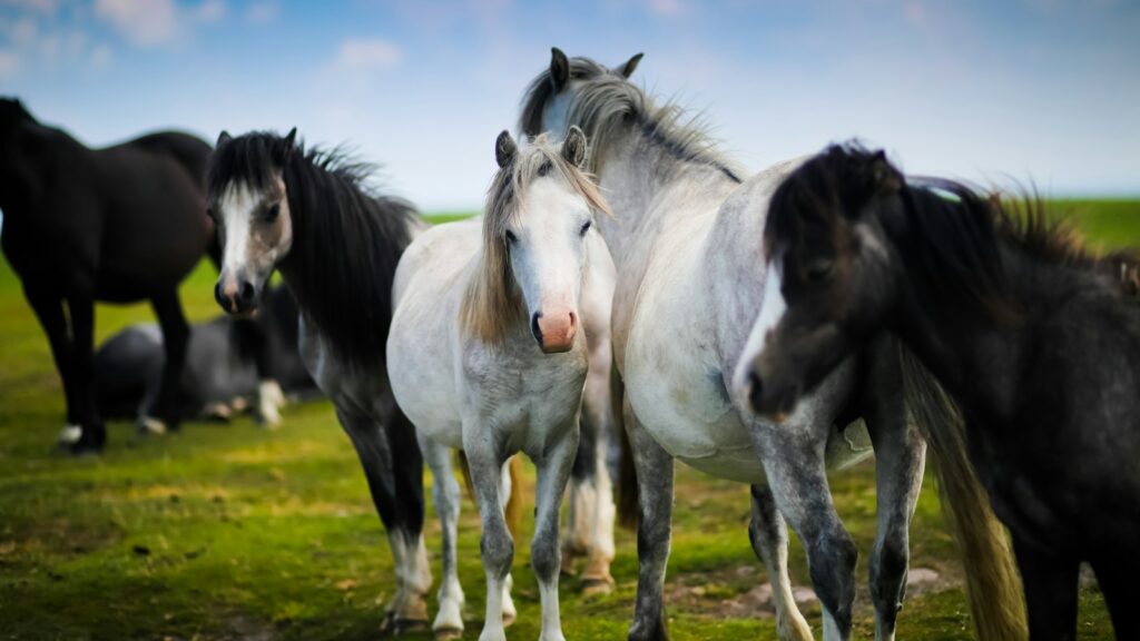 herd of horses standing on grass
